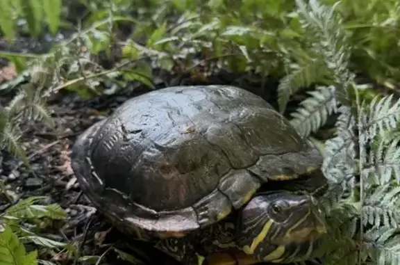 Lost pets , photo: Lost Turtle: Help Find Lola in Acton!
