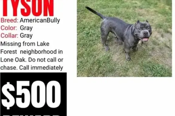 Friendly Gray Bully Lost on A St, Winchester