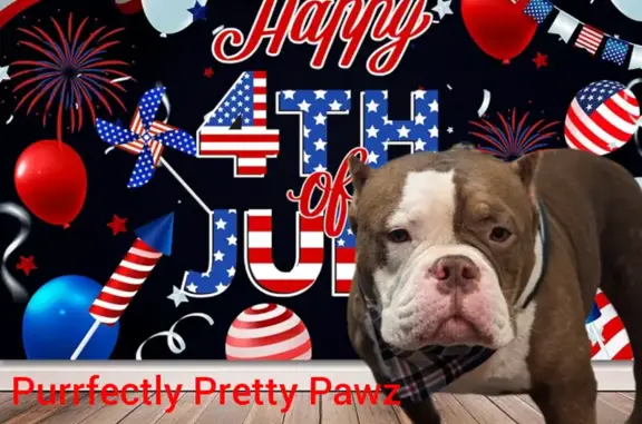 Missing Sweet Bully: Rockie Needs Help!