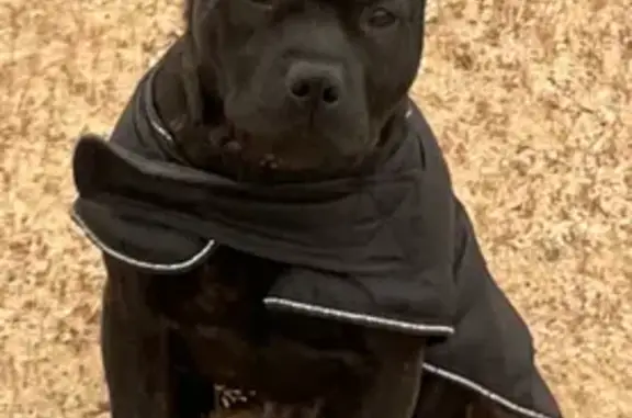Lost Black/Brindle Staffy in Whittlesea