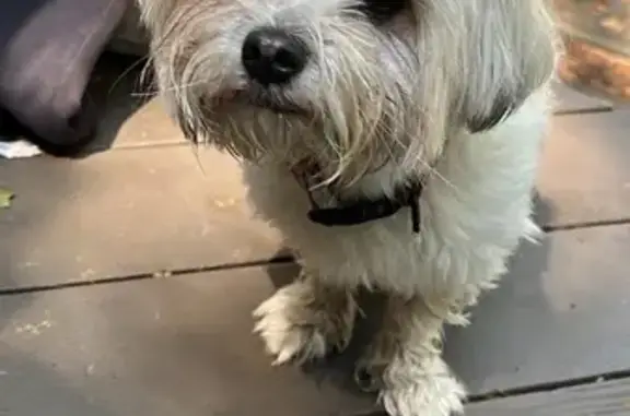 Found dog Kennesaw, photo: Found White Dog: Kings Crossing, Kennesaw