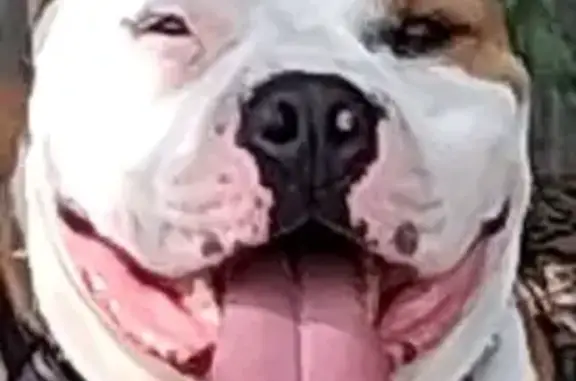 Lost Dog in Batesville: Brown/White, 70lbs