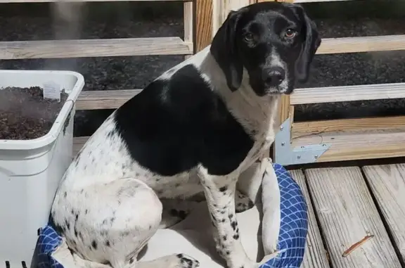 Found: Sweet Black & White Dog in Moss Point