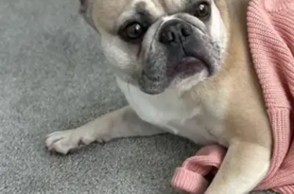 Lost Dog Shae: Tan/Gray, Friendly, Ocean View