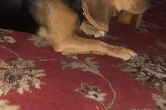 Lost Dog on King St, Laurel - Help!