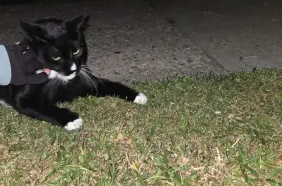 Found cat Norristown, photo: Found: B&W Cat, Pink Collar, Norristown