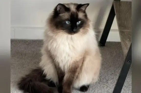 Lost Seal Point Cat in Wyndham City