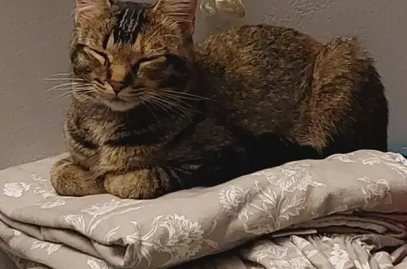 Found cat Eagan, photo: Found: Tiny Cat on Narvik Court, Eagan