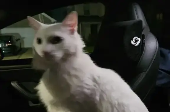 Help Find Casper: Lost Fluffy White Cat