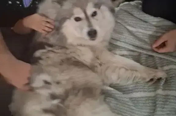 Found dog Piqua, photo: Found Sweet Female Malamute, Piqua
