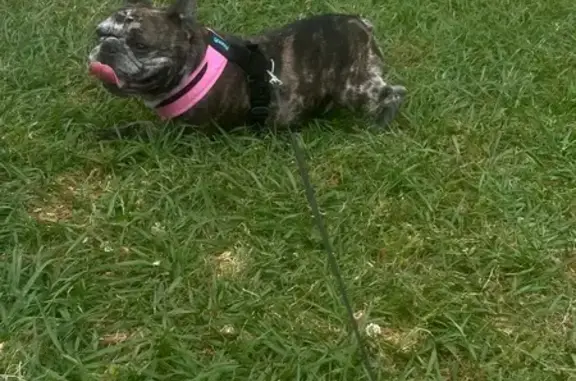 Lost Frenchie: Black & White on Ledge St
