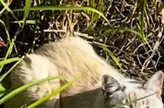 Missing cat Rockhampton, photo: Lost Ragdoll Cat Ellie: White, Stumpy Tail