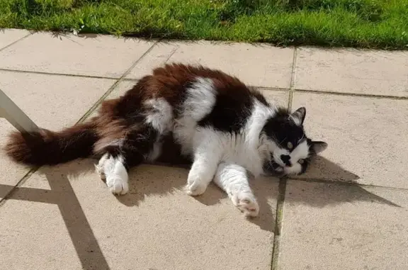 Chat perdu, Brétigny-sur-Orge, photo: Chat perdu : Touffu, noir et blanc, craintif