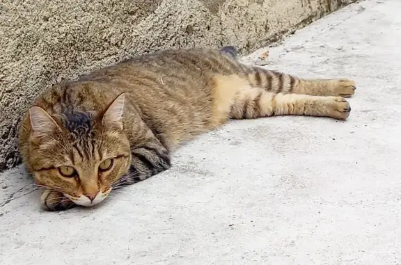 Chat perdu : Samson, 4 ans, tigré et blanc - photo