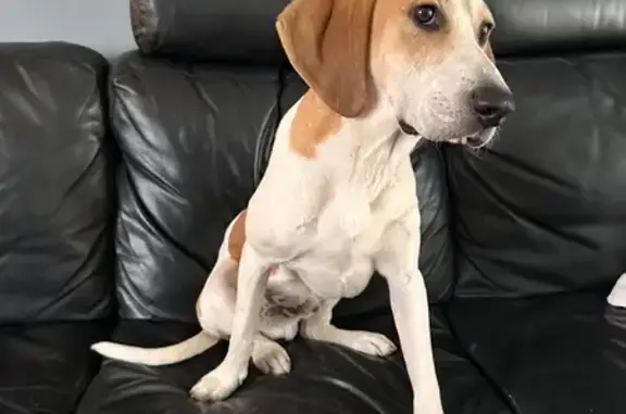 Chien de chasse beige/marron trouvé Alès - photo