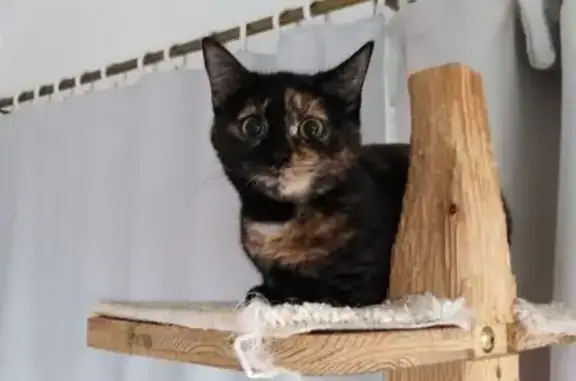 Chatte écaille 6 ans perdue à St-Jean-de-Monts - photo