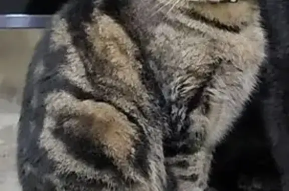 Chat perdu : Jack, tigré marron et noir - photo