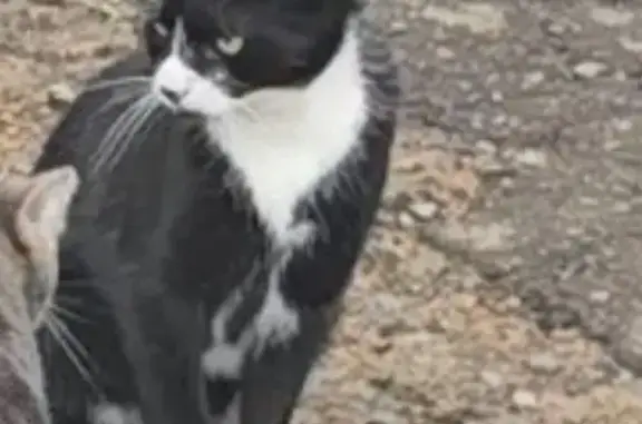 Lost Cat: Help Find Our Furry...