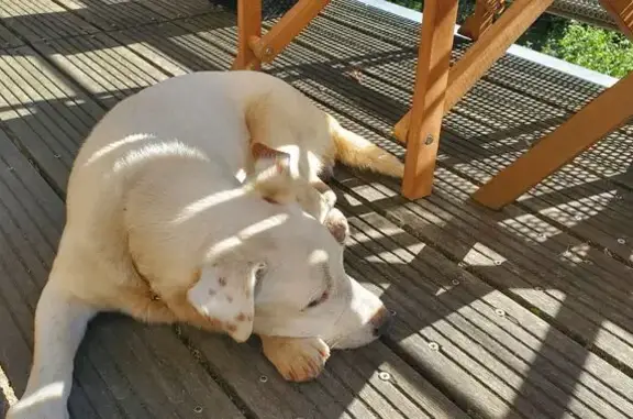Animaux trouvés , photo: Chien blanc tacheté trouvé à Villefranche