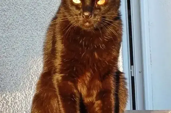 Chat noir perdu, gentil, Rue de Saint-Jean - photo