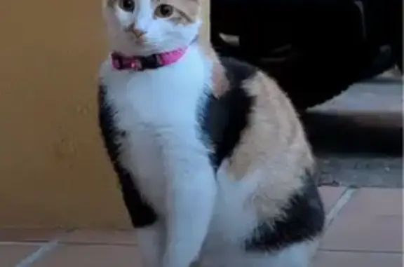 Gata Tricolor Perdida en Cecebre-Cambre