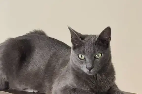 Gatos perdidos, Sabadell, foto: Gato Gris Perdido en Sabadell: Lleva Chip
