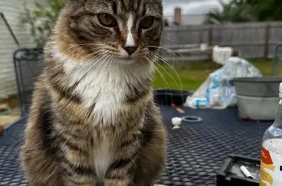 Lost Cat: Unique Markings & Fluffy Tail