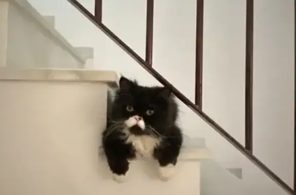 Gato Negro Perdido: Manso y Sociable