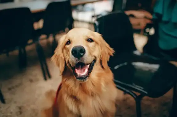 Perro encontrado en Dublin, Co...