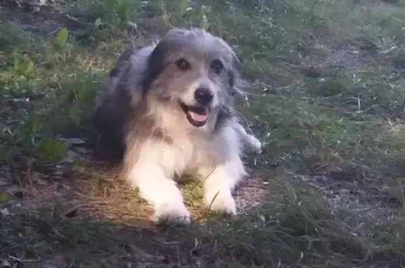Chien perdu, berger croisé à Vosbles-Valfin - photo