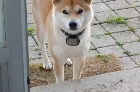 Animaux perdus Lectoure, photo: Yuki, Shiba Inu 2 ans perdu à Lectoure