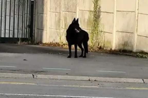 Chien trouvé Beaurains, photo: Chien trouvé Rue de la République, Beaurains