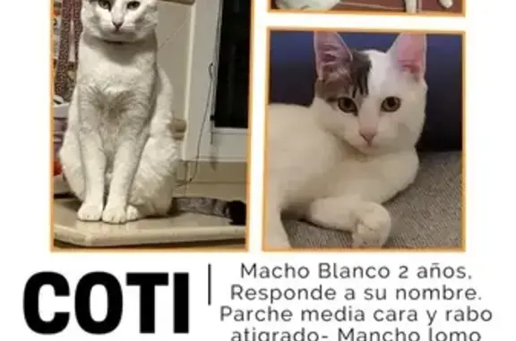 Gato Perdido: Macho Blanco con Detalles Grises