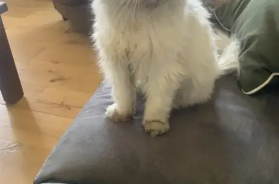 Animaux trouvés , photo: Chat blanc/gris clair, oreille petite, Corse
