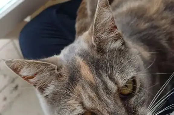 Chat trouvé , photo: Chatte tricolore affectueuse trouvée Aniche
