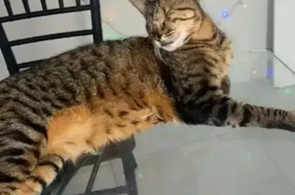 gato desaparecida