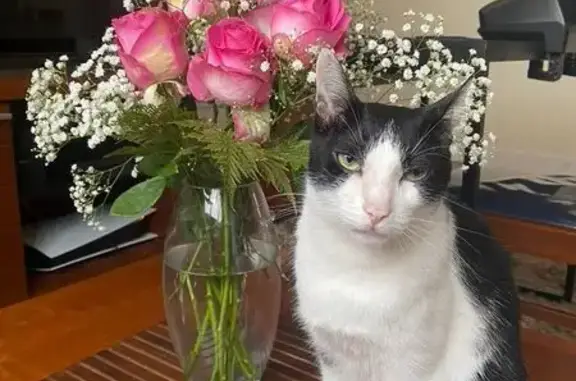 gato desaparecida
