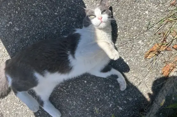 Chat gris-blanc câlin trouvé à St-Martin-d'Hères - photo