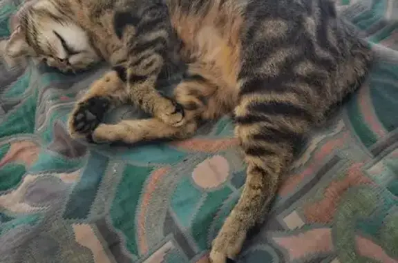 Chat perdu, Reims, photo: Chatte tigrée perdue à Reims
