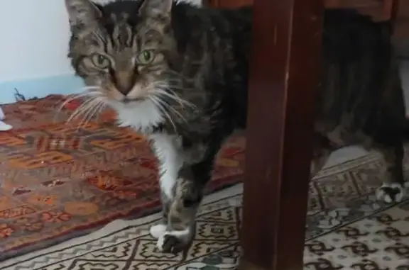 Chat perdu, Le Tréport, photo: Chat tigré perdu, 17 ans, Le Tréport
