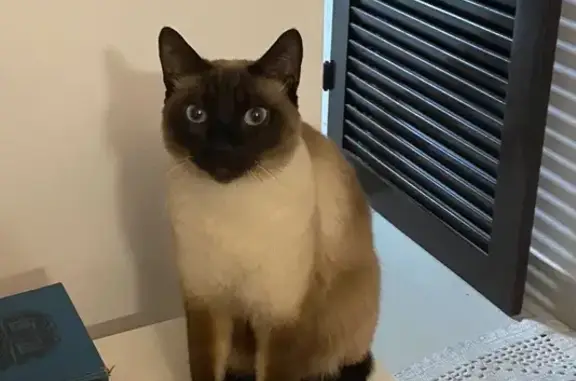gato desaparecida