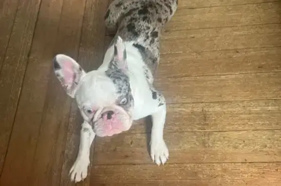 Lost Dog: White with Brown & Tan Spots