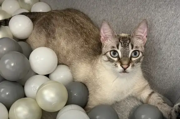 Chat perdu: mâle blanc tigré, Sanary-sur-Mer - photo