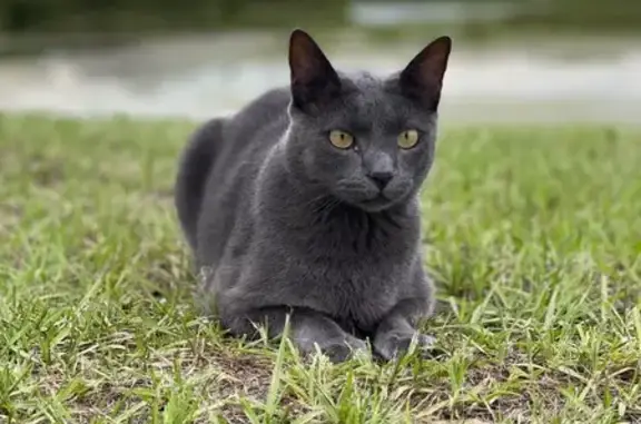 Lost pets Clermont, photo: Lost Gray Cat: Clermont Area Alert!