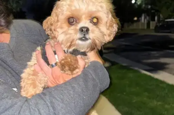 Found dog West Jordan, photo: Found: Adorable Brown Teacup Poodle Mix