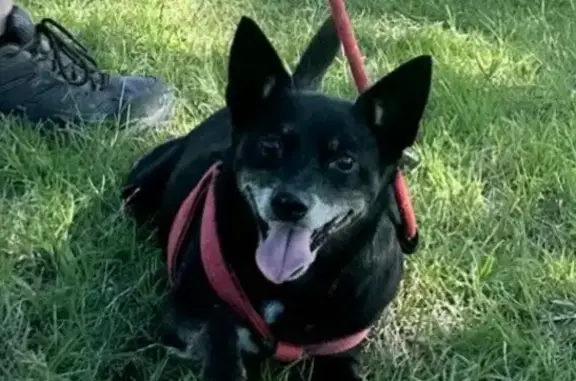 Lost Chihuahua: Black, Red Collar, Melissa