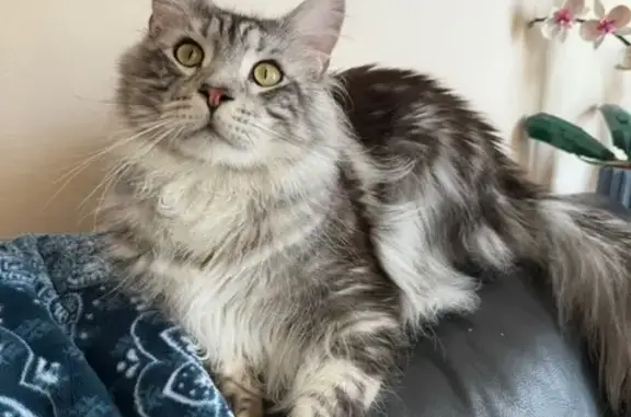 Lost Maine Coon: Fluffy, Shy, Gold Eyes
