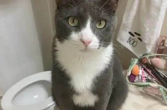 Lost and found pets Orlando, photo: Lost Grey Cat Milo in Orlando - Help Find!