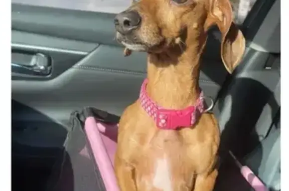 Lost Dog: Unique-Eyed Jack Russell Mix
