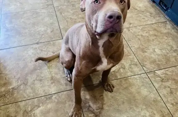 Lost and found pets Las Vegas, photo: Lost Dogs: Frappy & Shadow in Vegas